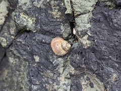 Littorina saxatilis