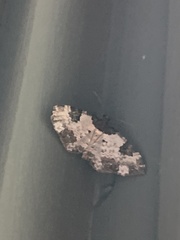 Melanthia procellata