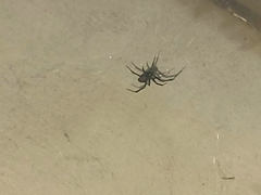 Latrodectus hesperus