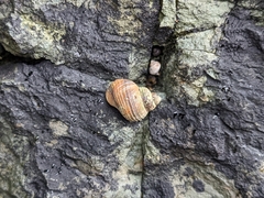 Littorina saxatilis