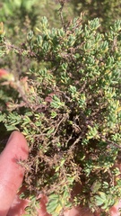Camphorosmeae