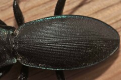 Carabus purpurascens