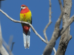 Platycercus eximius