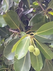 Calophyllum inophyllum