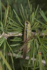 Mecostethus parapleurus