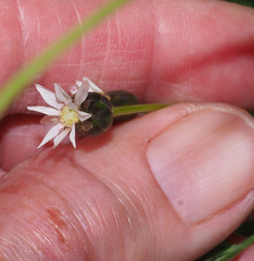 Gnaphalieae