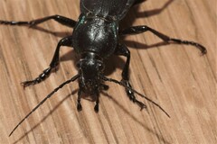 Carabus purpurascens
