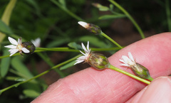 Gnaphalieae