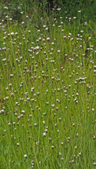 Gnaphalieae