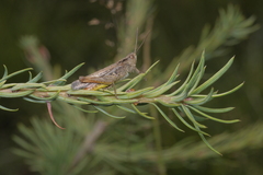 Chorthippus biguttulus