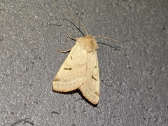 Dichagyris variabilis