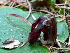 Corybas incurvus