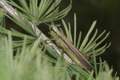 Mecostethus parapleurus