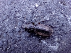 Mecodema sculpturatum