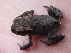 Bufo spinosus