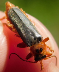 Cantharis annularis
