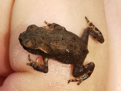 Bufo spinosus
