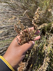 Hypodiscus argenteus