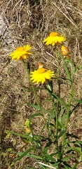 Xerochrysum bracteatum