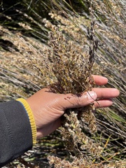 Hypodiscus argenteus