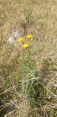 Xerochrysum bracteatum