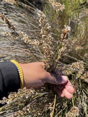 Hypodiscus argenteus