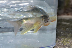 Opsariichthys pachycephalus