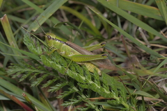 Mecostethus parapleurus