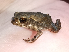 Bufo spinosus