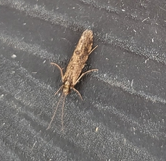 Polycentropodidae