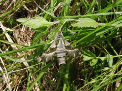 Proserpinus proserpina