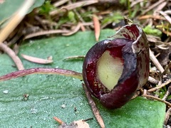 Corybas incurvus