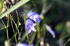 Campanula