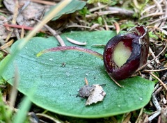 Corybas incurvus
