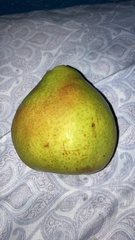 Pyrus
