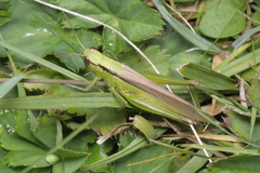 Mecostethus parapleurus