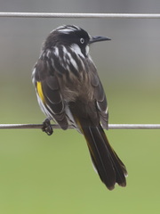 Phylidonyris novaehollandiae