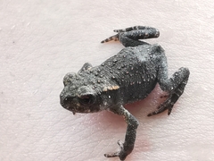 Bufo spinosus