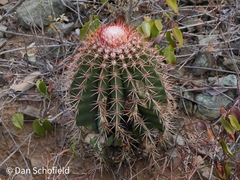 Melocactus intortus