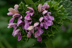 Ballota nigra foetida