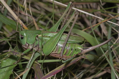 Decticus verrucivorus