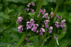 Ballota nigra foetida