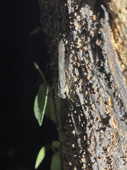 Amorphoscelis chinensis