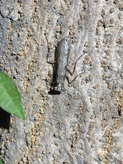 Amorphoscelis chinensis