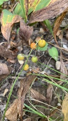Convallaria majalis