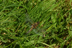 Libellula quadrimaculata