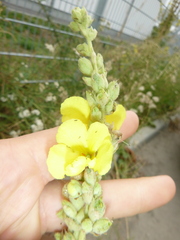 Verbascum phlomoides