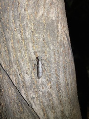 Amorphoscelis chinensis