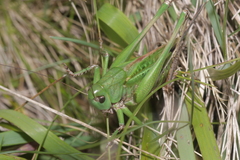 Decticus verrucivorus