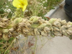 Verbascum phlomoides